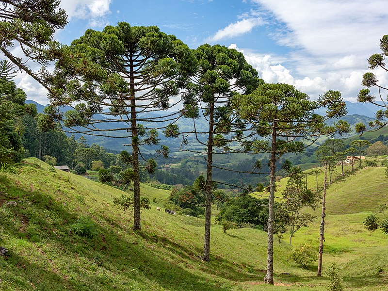 Símbolo Do Paraná Dia Nacional Da Araucária é Comemorado Neste 24 De Junho Portal Rondon 6213