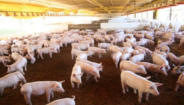 Bundesregierung bestätigt Ausbruch der Afrikanischen Schweinepest an der Grenze zu Frankreich – Portal Rondón