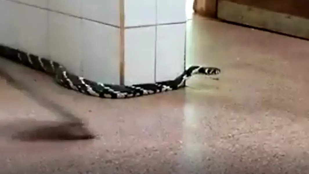 Cobra de mais de 3 metros é encontrada morando em teto de banheiro