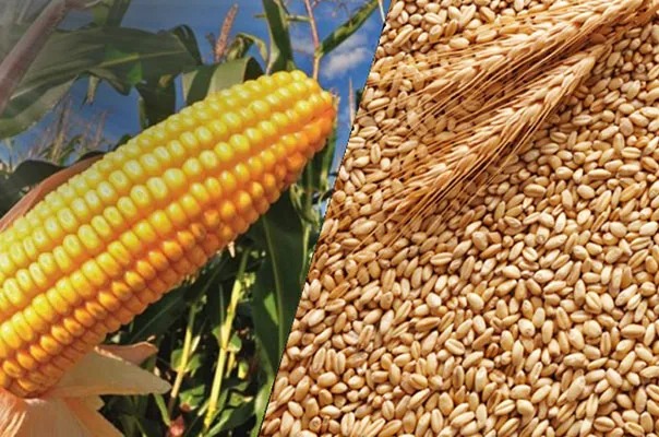 Wheat and maize crops show good conditions in Paraná – Portal Rondon