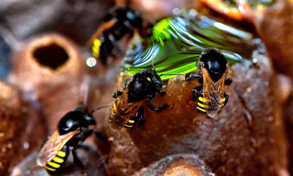 Ein Projekt zur Förderung der Bienenhaltung, das die lokale Wirtschaft stärkt – Portal Rondon
