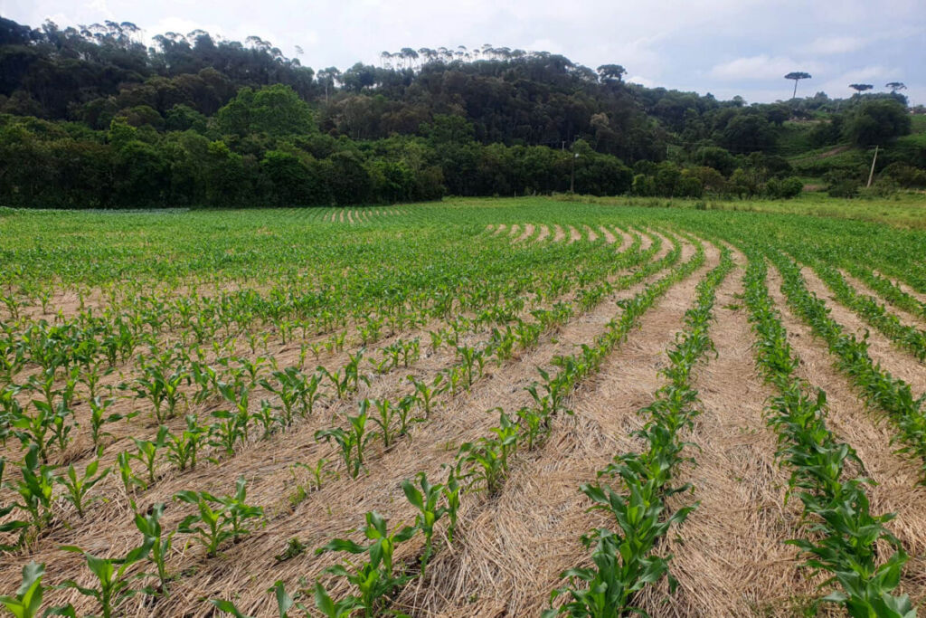 Dia Do Plantio Direto Celebra Técnica Revolucionária Para A Agricultura Sustentável Portal Rondon 4949